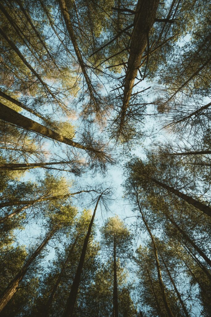 heaolutooted Eestis eeterlikud õlid pendlid tensorrõngad